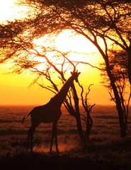 silhouette of a giraffe at sunset