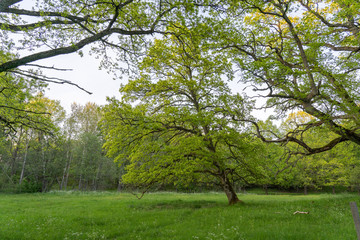Green oak tree on a summer evening
