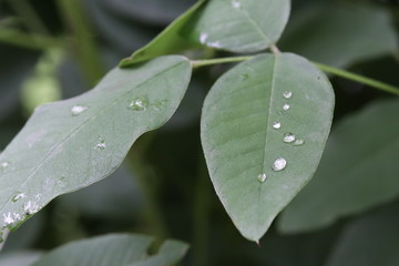 雨上がりの水滴（萩の葉）