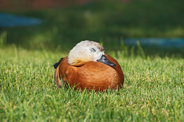 The sleeping duckling lies  on green grass in the blurred greenery floral background. - obrazy, fototapety, plakaty