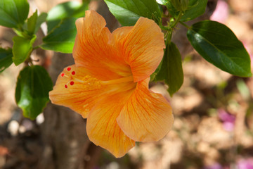Yellow hibiscus flower and foliage over bright background. © vkph