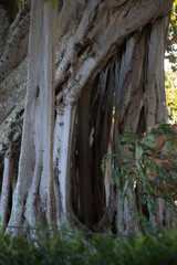 Banyan Tree outdoors