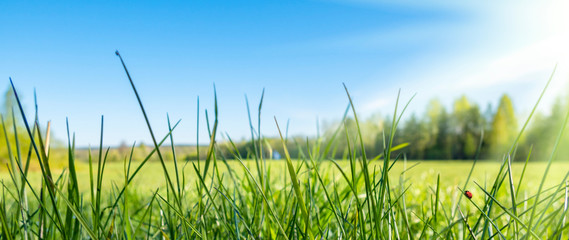Abstract background of fresh green grass with ladybug and sun rays. Beautiful natural landscape in spring summer outdoors, banner, copy space. © lara-sh
