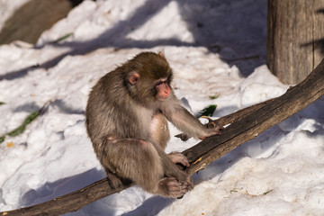 young Japanese Macaque (macaca fuscata) on a trunk with snow background