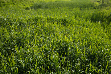 a peaceful and leisurely meadow.