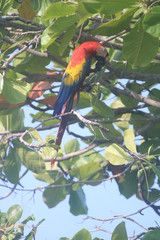 Tropical scarlet macaws in Costa Rica 