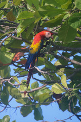 Tropical scarlet macaws in Costa Rica 