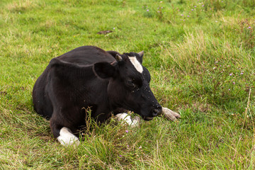 Rural cows graze on a green meadow. Rural life. Animals. agricultural country