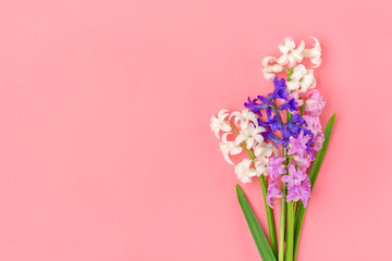 frame from bouquet of spring flowers of white and lilac hyacinths on pink background Top view Flat lay Holiday card Hello spring concept