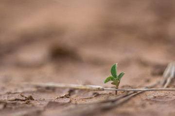 Growth of trees in drought crisis, Living with tree drought.