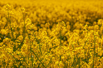 Rzepak - żółte kwiaty rzepaku - krajobraz rolniczy, Polska, Warmia i mazury