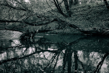 Dramatic view of the river and the reflection of the logs in it