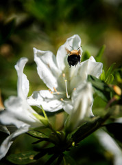 Bumble Bee Flying to Azalea Flower