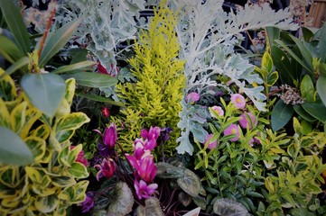 Colourful mix of flowers in the garden