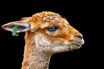 profile of a vikunja facing to the side