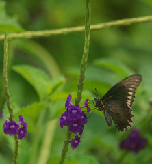 butterfly on a purple flower