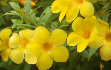 yellow flowers in a garden