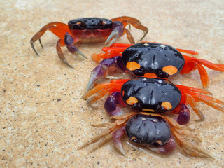 Crabs at the beach in Costa Rica