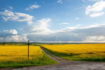 Rzepak - żółte kwiaty rzepaku, przydrożny krzyż - krajobraz rolniczy, Polska, Warmia i mazury