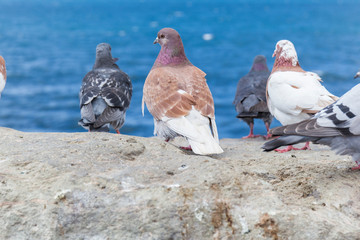 flock of pigeons on a rock observing the sea