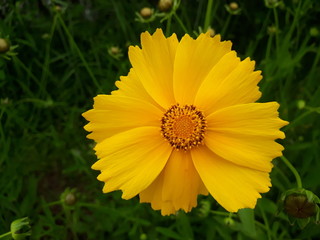 yellow flower in the garden