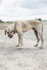 poor and skinny street dog standing on the path