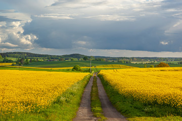 Fototapeta na wymiar Rzepak - żółte kwiaty rzepaku - krajobraz rolniczy, Polska, Warmia i mazury