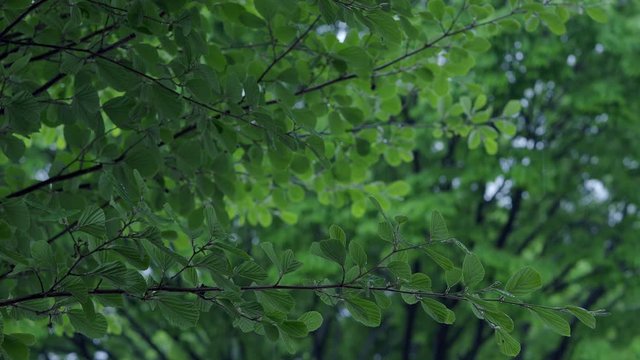 雷鳴が響く大雨の森の中