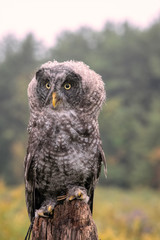 Close up of a juvenile Great Grey Owl in the rain