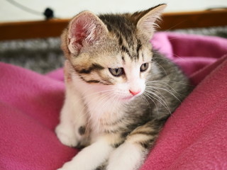 cat and cute teake picture by OLYMPUS DIGITAL CAMERA