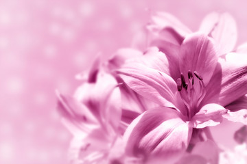 Soft pink Peruvian Lily