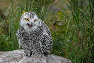 Juvenile Snowy Owl with its mouth open, standing on a rock in the middle of a field.