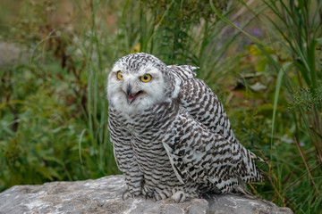 Juvenile Snowy Owl with its mouth open, standing on a rock in the middle of a field.