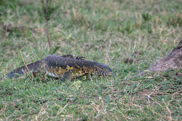 Monitor lizard walking through the grass at the base of a tree with its tongue sticking out.  Image taken in the Masai Mara, Kenya.