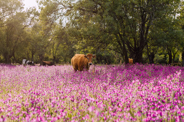 Vaca en un campo de flores