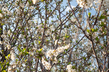 spring paints, apple tree blossoms against a bright blue sky, beautiful flowers