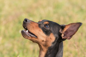 Portrait of a Miniature pinscher