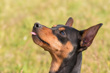 Portrait of a Miniature pinscher