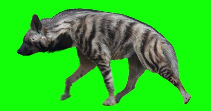 Isolated striped hyena cyclical walking. Can be used as a silhouette. Green screen.