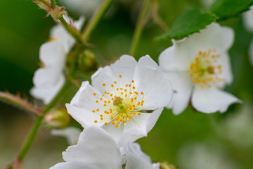麻機遊水地のノイバラの花　静岡