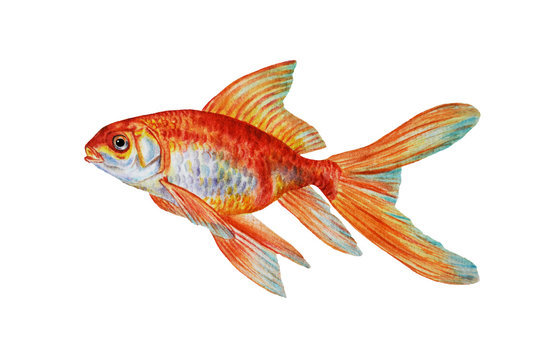 Gold fish isolated on white background. Watercolor illustration, hand drawn.
