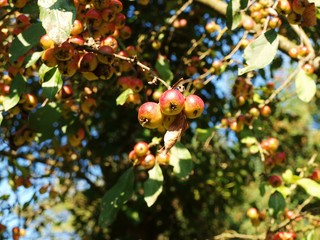 Berries