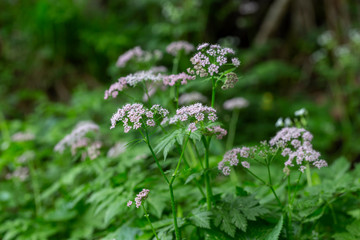 Hairy Chervil (Chaerophyllum hirsutum). Chaerophyllum hirsutum is a species of plant in the Apiaceae family, common in Europe.