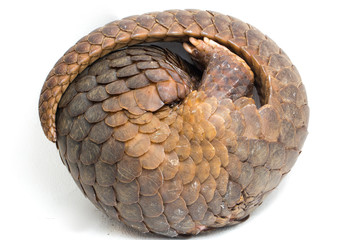 Pangolin (Manis javanica) isolated on white background