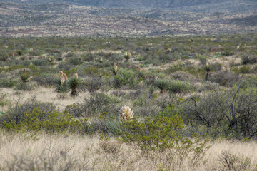 Fototapeta na wymiar Blooming Yucca in the desert