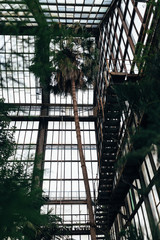 palm trees in orangery