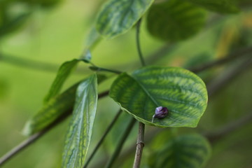 pflanze, baum, Blatt, Nahaufnahme, Natur