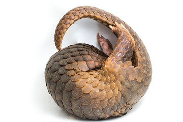Pangolin (Manis javanica) isolated on white background