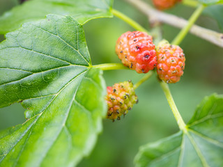 野生の桑の木の実