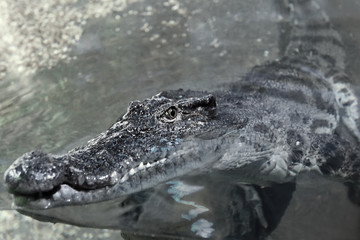 Crocodile in water at a zoo. Close up